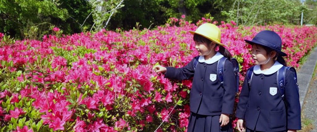 オオムラサキツツジ